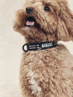 Collier pour chien - Bleu