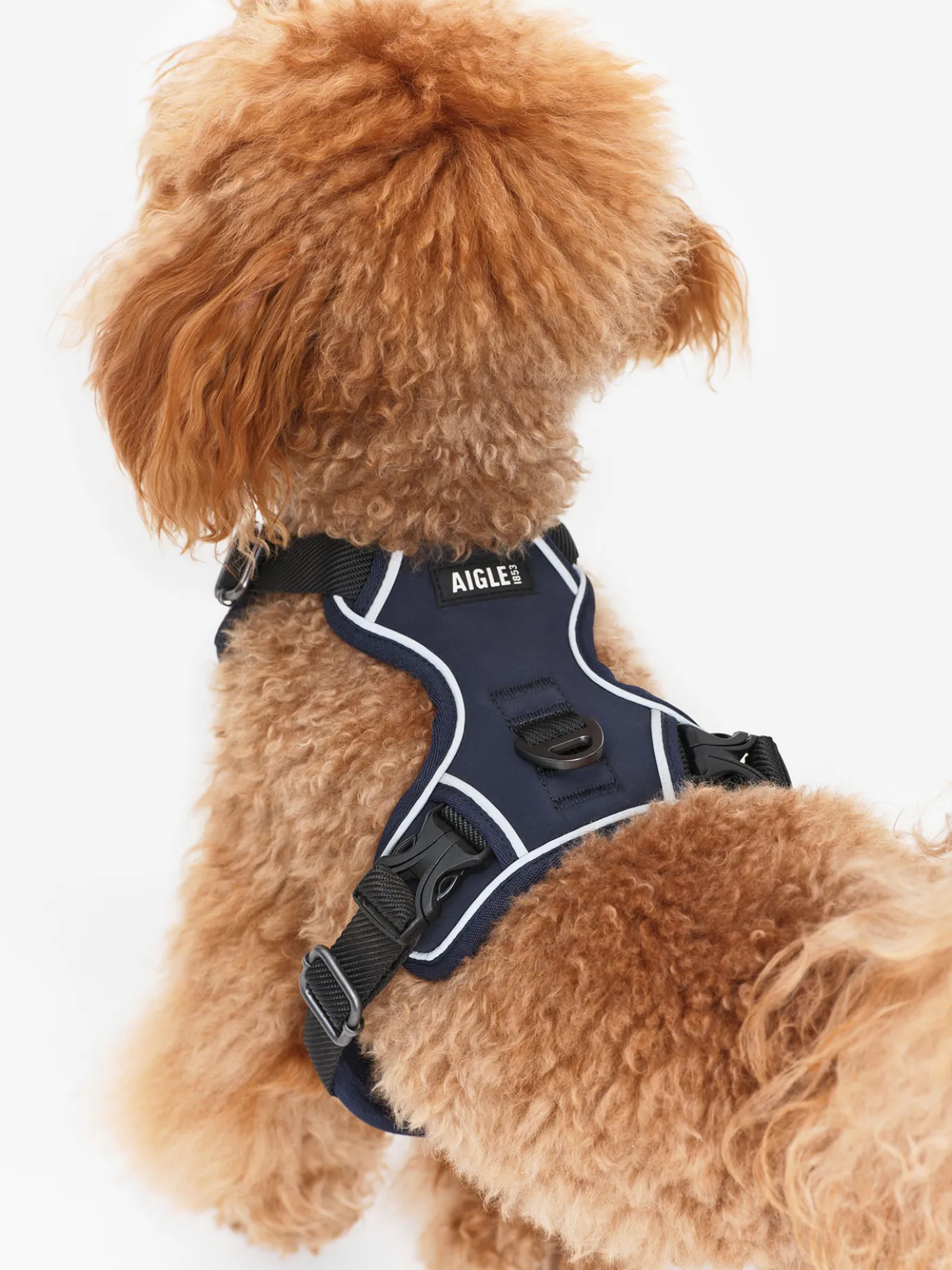 Harnais pour chien - Bleu
