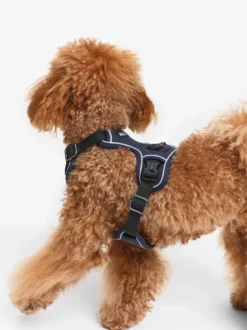 Harnais pour chien - Bleu