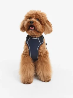 Harnais pour chien - Bleu