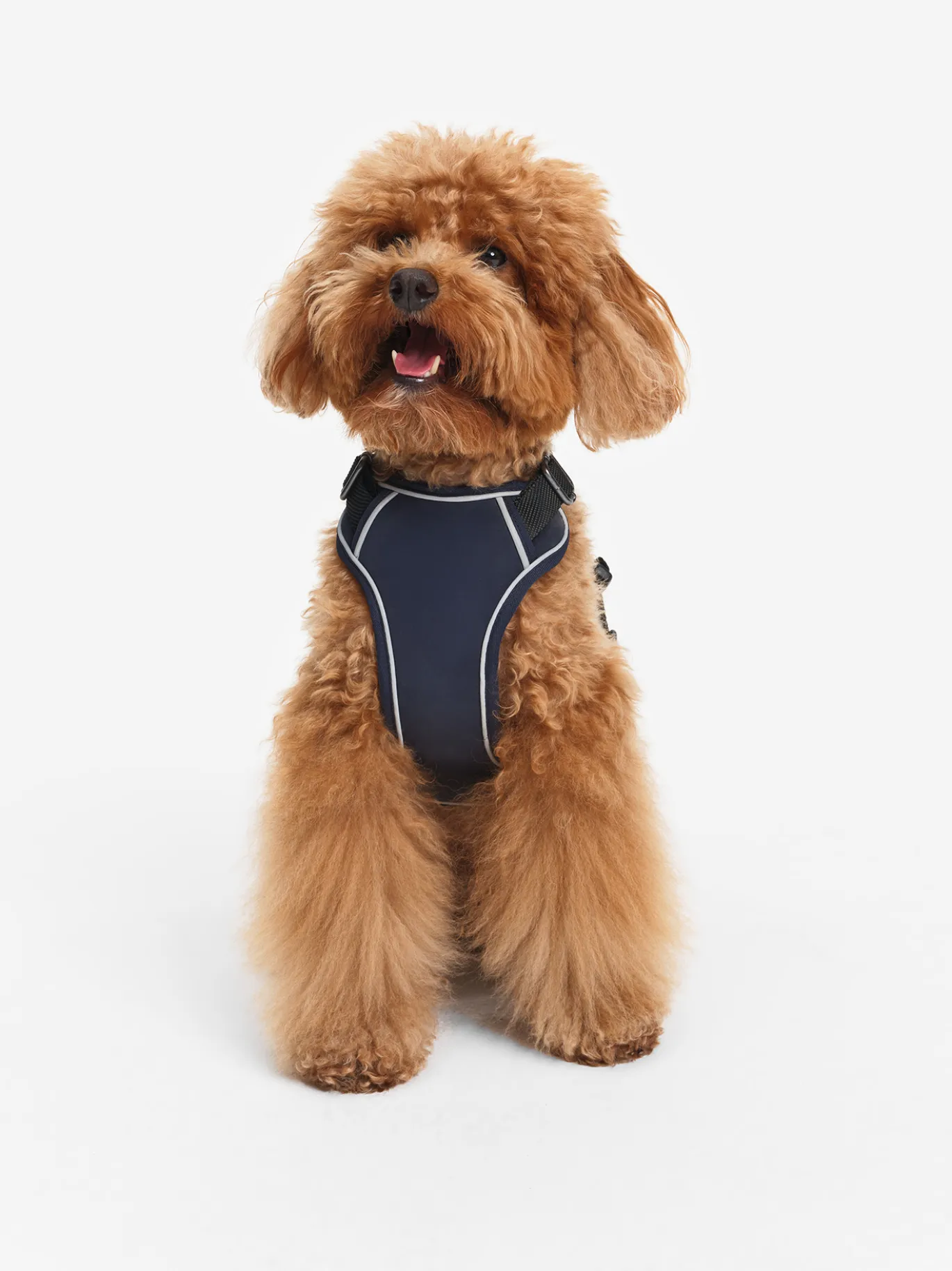 Harnais pour chien - Bleu
