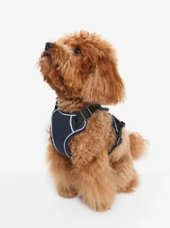 Harnais pour chien - Bleu