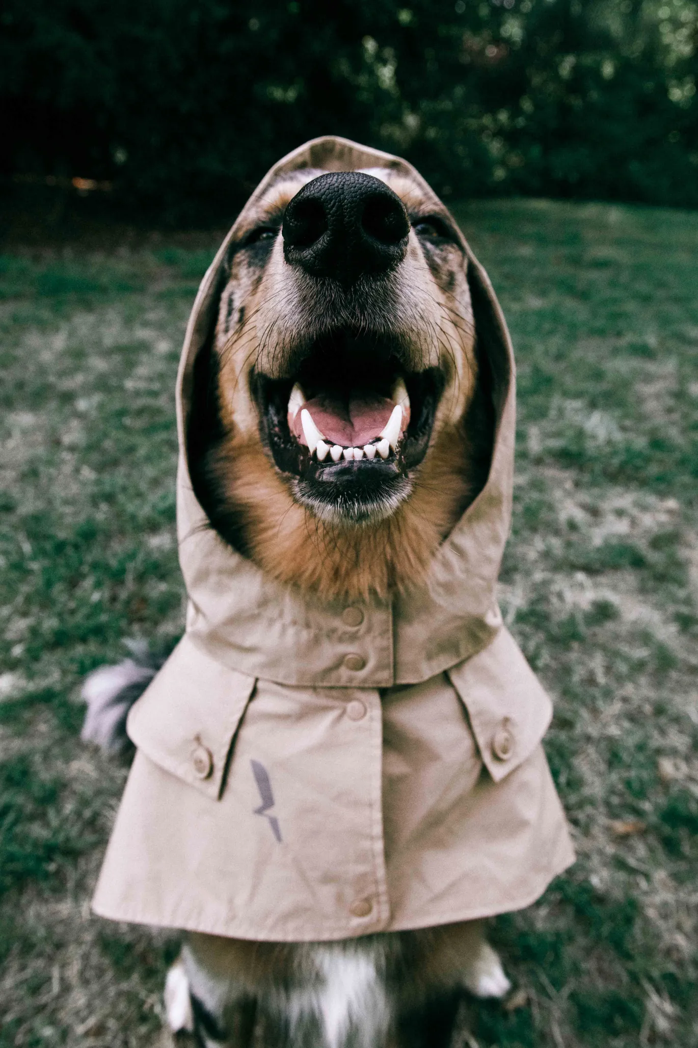 Trench déperlant pour chien - Beige